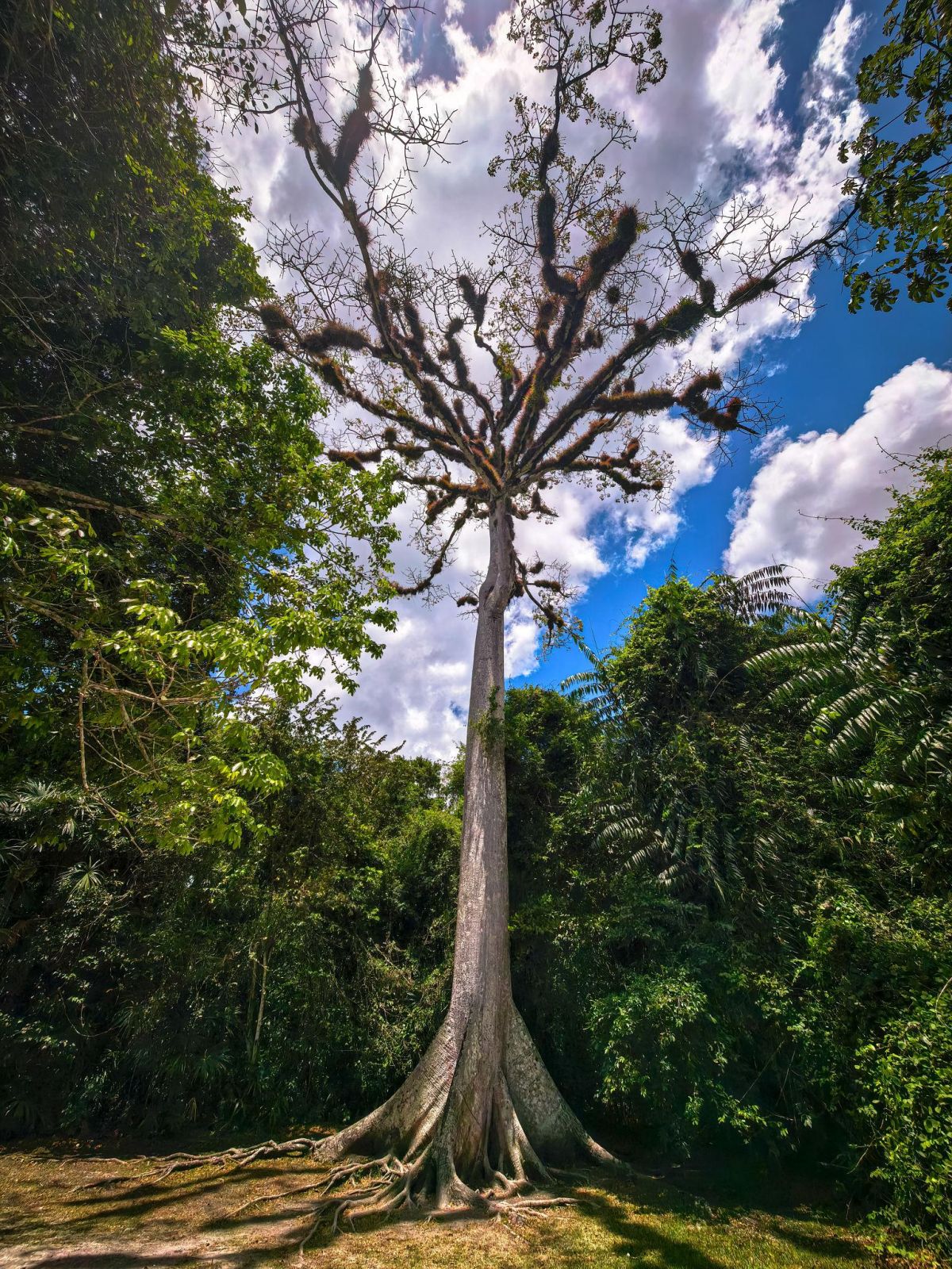 Guía de la Flora del Parque Nacional Tikal, Petén, Guatemala