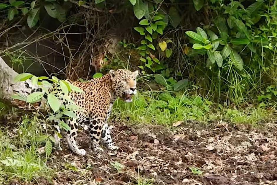 Guía Turística de la Fauna de El Mirador, Petén, Guatemala