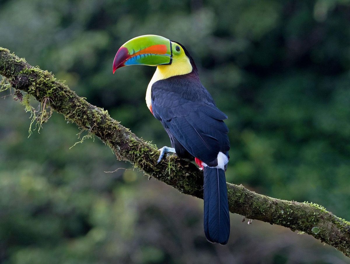 Guía Turística de la Fauna de Yaxhá, Petén, Guatemala