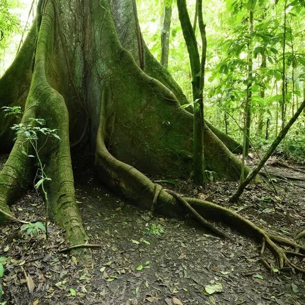 Guía Turística de la Flora de El Mirador, Petén, Guatemala